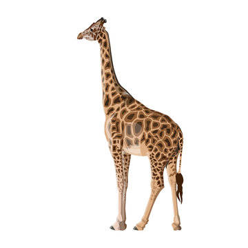 Giraffe vector image isolated on white background.