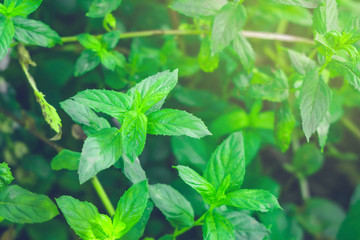 mint plant close up in the garden