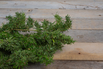 CBD Concept. The top of the marijuana tree resting on a brown wooden floor.