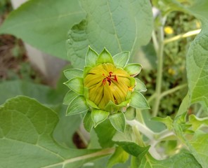 Dahlia flower not bloom on green leaf is an ornamental flower that is popular throughout the world because of the large flowers. The flowers are brightly colored. to embroidery hemp flowers .
