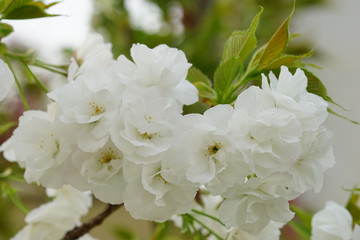 鬱金桜の花