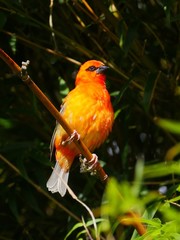 Spotlit Red Fody bird perching