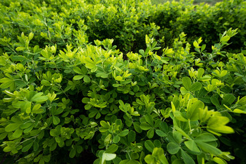 Green bush leafs close up