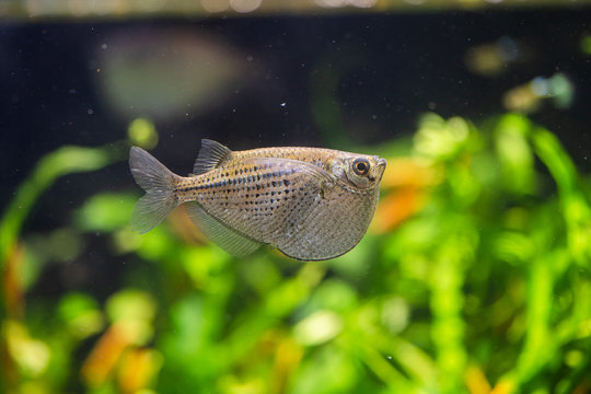 Common Hatchetfish or Silver Hatchetfish (Gasteropelecus sternicla) in aquatic plants tank