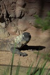 Komodo dragon
