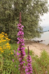 flowers in the forest