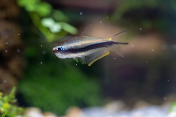 Emperor Tetra Fish (Nematobrycon palmeri) with aquatic plants tank