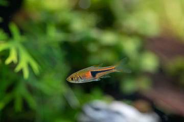 Lambchop rasbora (Trigonostigma espei) ornamental fish from peat swamp of southern Thailand