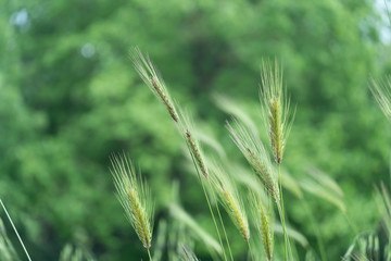 Green young grain growing in a farm field