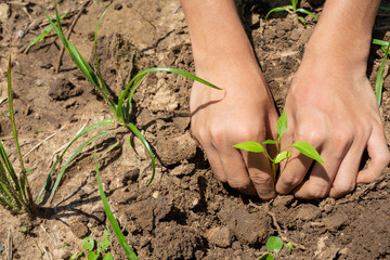 The hand of a man who is planting plants into his field.