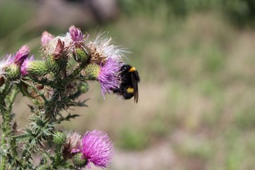 bee on flower