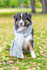 Australian shepherd dog wearing a warm scarf sits in autumn park