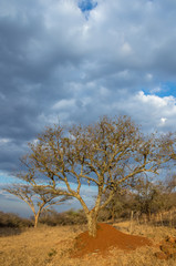 Landscape view with thorn trees, clouds and a termite mound in vertical format with copy space