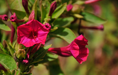 Tafi del Valle wild flowers