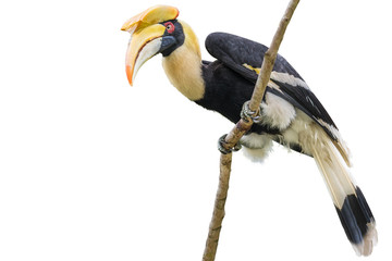 Great hornbill on branch on the White Blackground