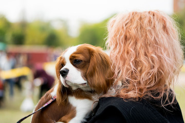 Cavalier king charles spaniel