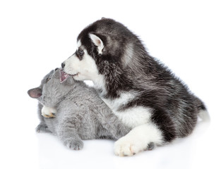 Siberian Husky puppy embraces and kisses british kitten. isolated on white background