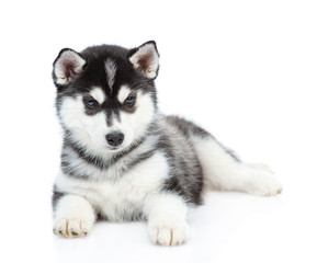 Siberian Husky puppy lies in front view and looks at camera. isolated on white background © Ermolaev Alexandr