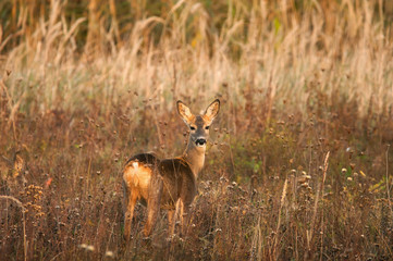 Roe deer standing on meadow