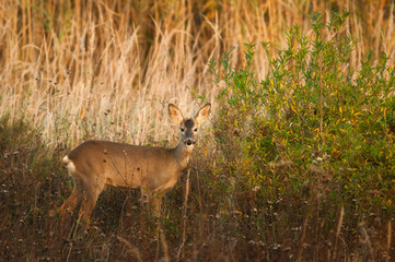 Roe deer standing on meadow