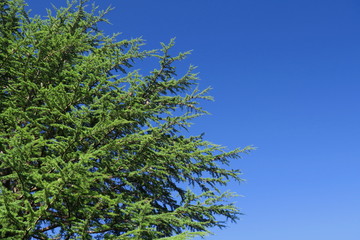 公園のヒマラヤ杉と青空