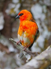 Red bird over black and white background