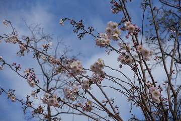 Blossoming branches of Japanese cherry against blue sky