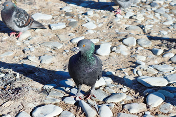 pigeon on the background of stones and sand