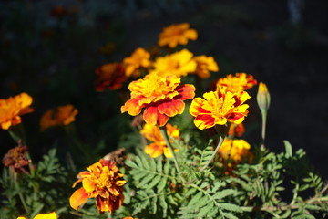 Side view of red and yellow flower heads of Tagetes patula