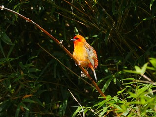Fiery rrd cardinal bird perching in dark background