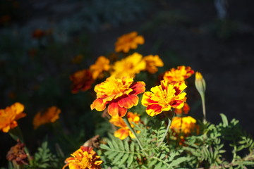 Small red and yellow flower heads of Tagetes patula