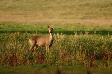 Obraz na płótnie Canvas Roe deer standing on meadow