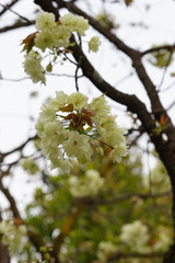 鬱金桜の花