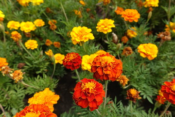 Various bright flowers of Tagetes patula in summer