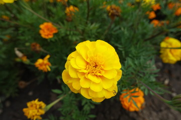 Yellow flower head of Tagetes patula in August