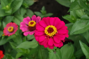 Rich magenta colored flower head of zinnia