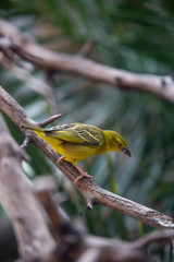 Obraz premium Yellow-fronted bird on a branch