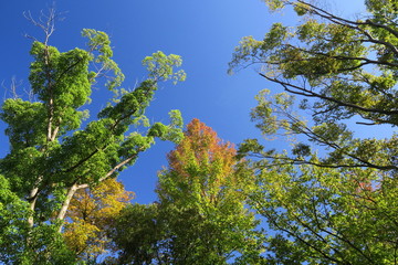 Obraz premium 黄葉のモミジバフウと欅と青空