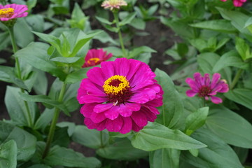 Showy magenta colored flower head of zinnia in July