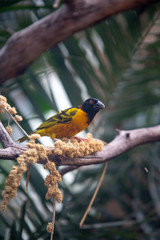 Yellow-fronted bird on a branch