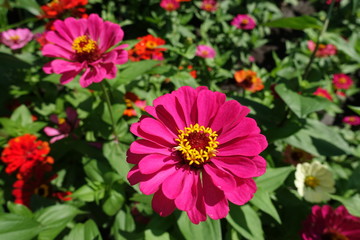 Striking magenta colored flower head of zinnia