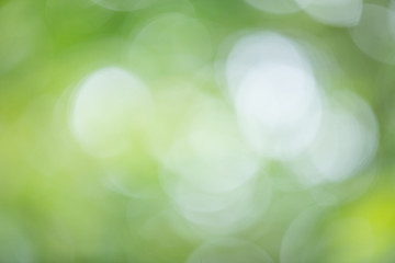 Obraz premium Background concept. Natural, green and blurred background