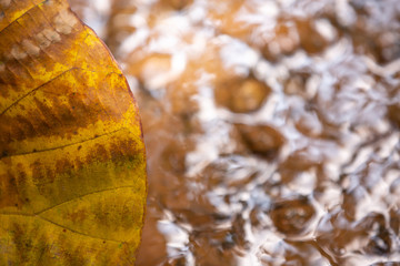 Background concept. Large brown leaves above water and brown pebbles.