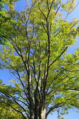 Obraz premium 秋の朝の公園の欅