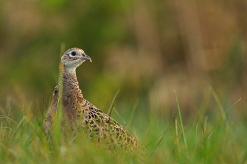 Close up photo of a female pheasant on the grass