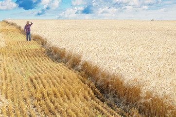 Farmer in straw hat walks along harvest ready wheat field