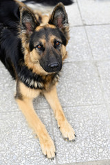 A young German wolfhound long-haired outside.