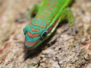 Closeup of a turquoise green gekko