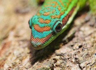 Closeup of head of ornate day gecko