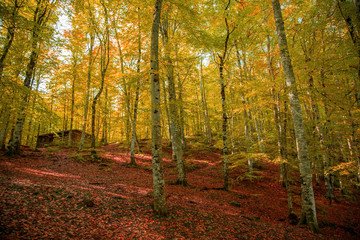 yellow orange leafs of beech tree in a forest.